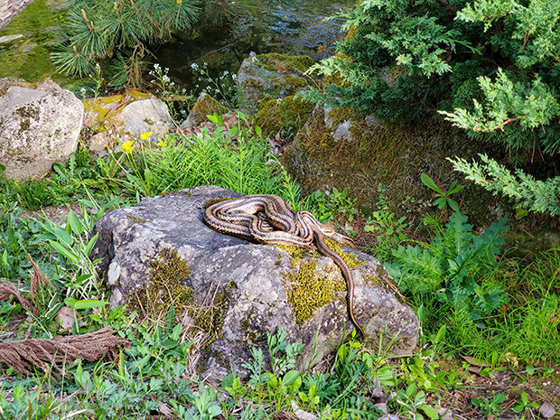 神仙島にいたヘビ