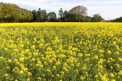 横浜町の菜の花畑