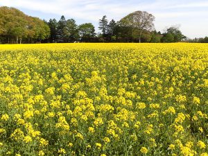 横浜町の菜の花畑