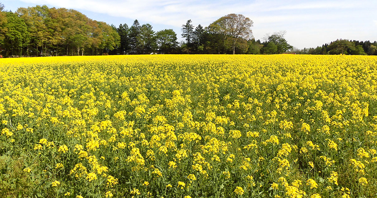 横浜町の菜の花畑