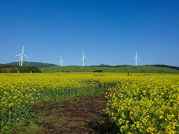 菜の花畑と風力発電