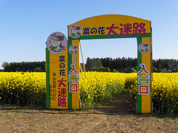 菜の花大迷路入口