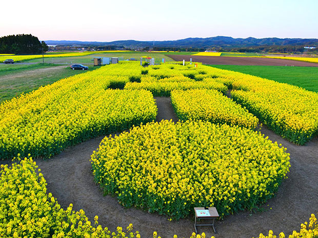 展望台から見た菜の花台迷路