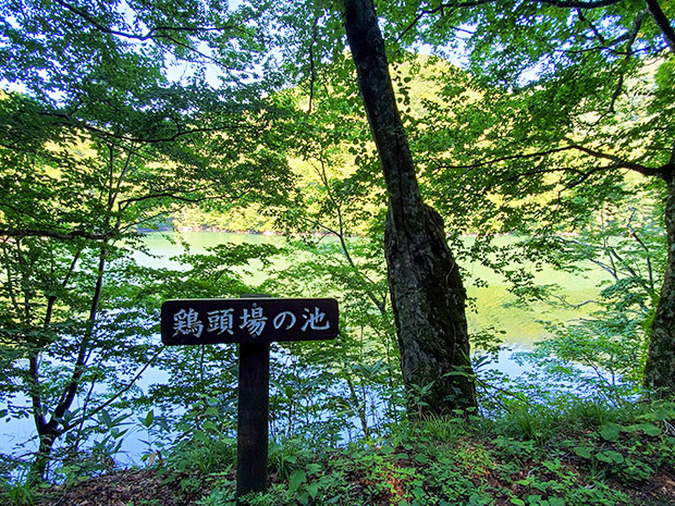 鶏頭場の池の看板