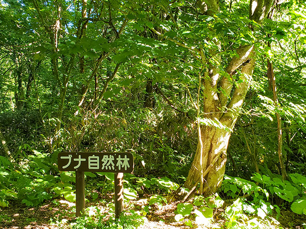 ブナ自然林と看板